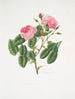 Rosa provincialis4 - Mary Lawrance — artwork view