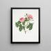 Rosa provincialis4 - Mary Lawrance — framed artwork on a wall