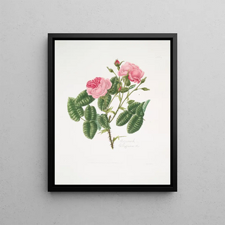 Mary Lawrance - Rosa provincialis4.webp