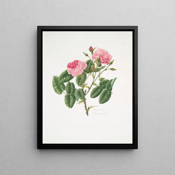 Rosa provincialis4 - Mary Lawrance — framed artwork on a wall