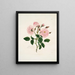 A provincial rose - Mary Lawrance — framed artwork on a wall