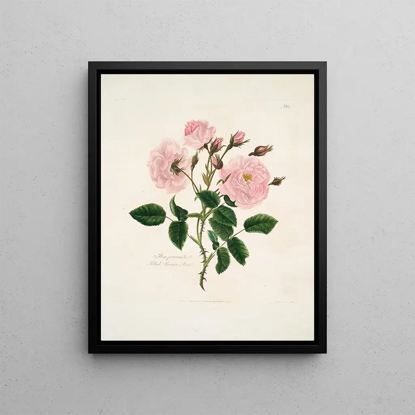 A provincial rose - Mary Lawrance — framed artwork on a wall