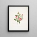 Rosa provinciale ou Rose de Meaux - Mary Lawrance — framed artwork on a wall