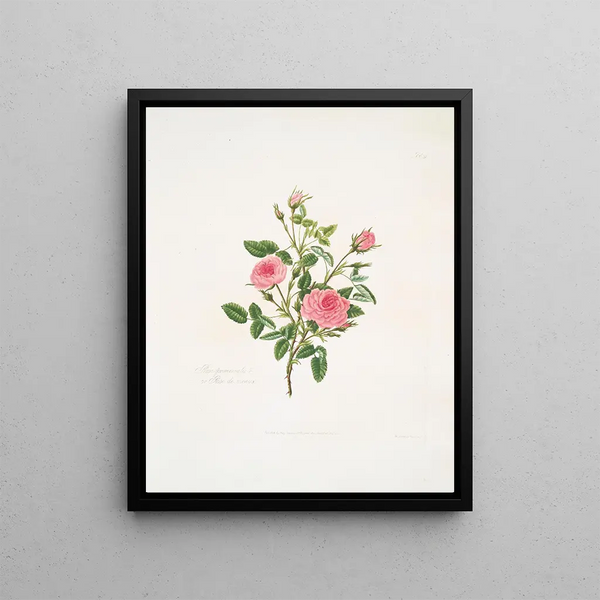 Rosa provinciale ou Rose de Meaux - Mary Lawrance — framed artwork on a wall