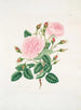 Provincial Rose Painting - Mary Lawrance — artwork view