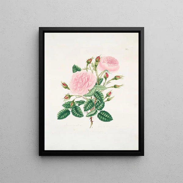 Provincial Rose Painting - Mary Lawrance — framed artwork on a wall