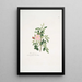 Rosa rubiginosa - Mary Lawrance — framed artwork on a wall
