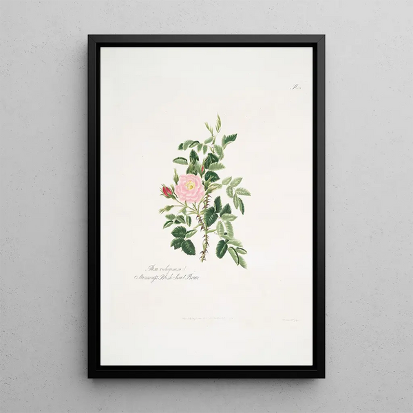 Rosa rubiginosa - Mary Lawrance — framed artwork on a wall