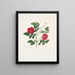 Rose semperflorens painting - Mary Lawrance — framed artwork on a wall