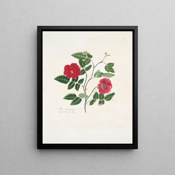 Rose semperflorens painting - Mary Lawrance — framed artwork on a wall