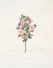 Rosehip Bush Painting - Mary Lawrance — artwork view