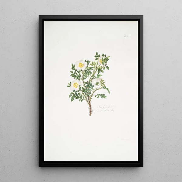 Rosa spinosissima - Mary Lawrance — framed artwork on a wall