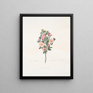 Mary Lawrance - Rosa spinosissima.webp