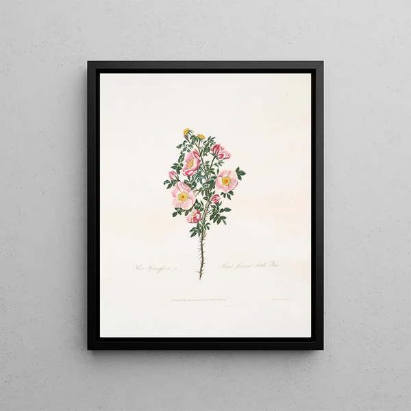 Rosehip Bush Painting - Mary Lawrance — framed artwork on a wall