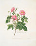 A hairy rose - Mary Lawrance — artwork view