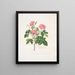 A hairy rose - Mary Lawrance — framed artwork on a wall