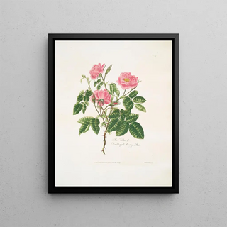 Mary Lawrance - Rosa villosa.webp