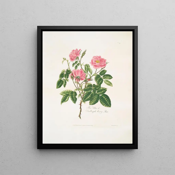 A hairy rose - Mary Lawrance — framed artwork on a wall