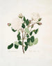 White Provincial Painting - Mary Lawrance — artwork view