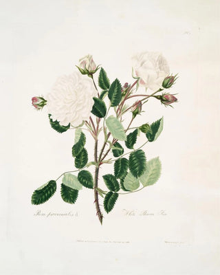 Mary Lawrance - White provincialis.webp