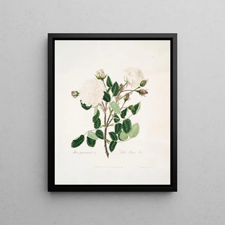 Mary Lawrance - White provincialis.webp