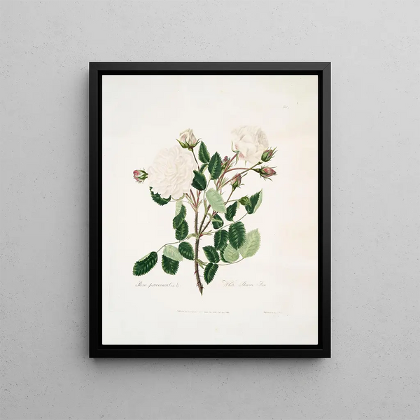 White Provincial Painting - Mary Lawrance — framed artwork on a wall