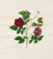 Dark Pink Chinese Painting - Mary Lawrence — artwork view