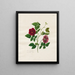 Dark Pink Chinese Painting - Mary Lawrence — framed artwork on a wall