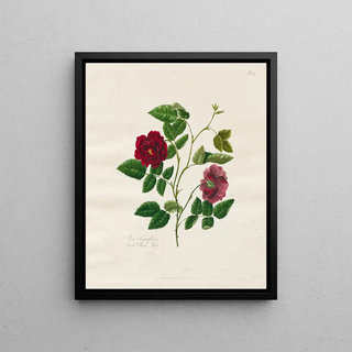 Mary Lawrence - Dark China Rose.webp