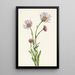 Vergerette d'Alaska Erigeron salsuginosus - Mary Vaux Walcott — framed artwork on a wall