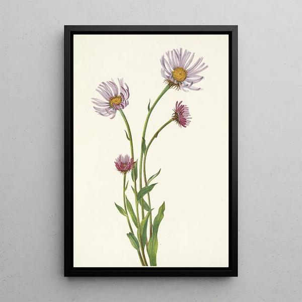 Vergerette d'Alaska Erigeron salsuginosus - Mary Vaux Walcott — framed artwork on a wall