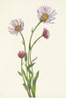 Vergerette d'Alaska Erigeron salsuginosus - Mary Vaux Walcott — artwork view