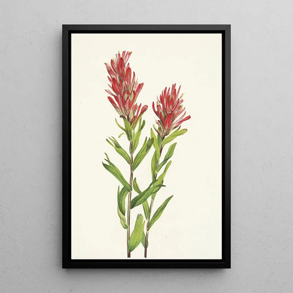 Castilléjie de l'Alberta Castilleja miniata - Mary Vaux Walcott — framed artwork on a wall