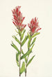 Castilléjie de l'Alberta Castilleja miniata - Mary Vaux Walcott — artwork view