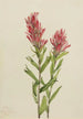 Castilléjie de l'Alberta Castilleja miniata - Mary Vaux Walcott — artwork view