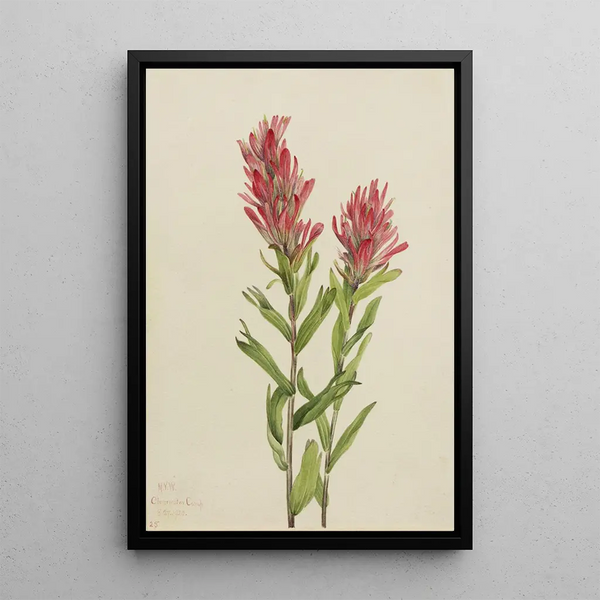 Castilléjie de l'Alberta Castilleja miniata - Mary Vaux Walcott — framed artwork on a wall