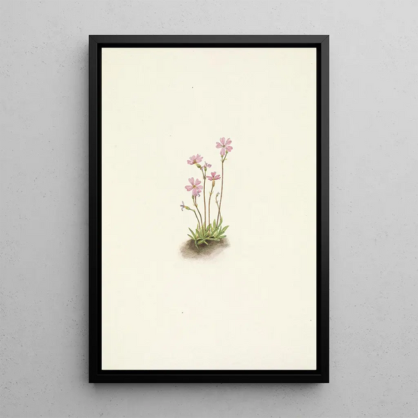 Alberta Primrose Painting by Mary Vaux Walcott — framed artwork on a wall
