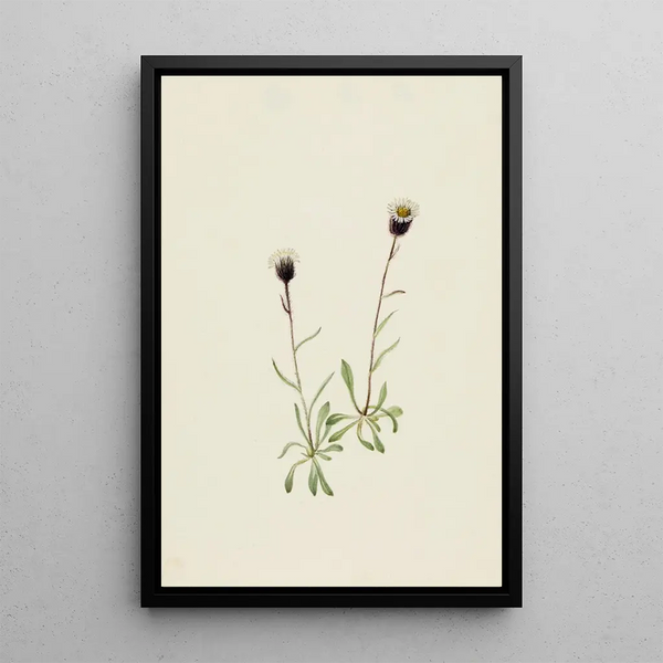 Vergerette des Aléoutiennes - Mary Vaux Walcott — framed artwork on a wall