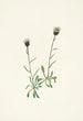 Vergerette des Aléoutiennes Erigeron unalaschensis - Mary Vaux Walcott — artwork view