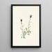 Vergerette des Aléoutiennes Erigeron unalaschensis - Mary Vaux Walcott — framed artwork on a wall