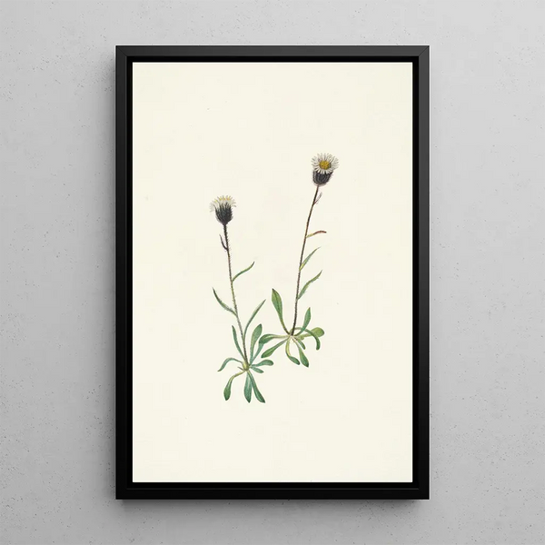 Vergerette des Aléoutiennes Erigeron unalaschensis - Mary Vaux Walcott — framed artwork on a wall