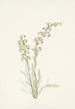 Pedicularis contorta - Mary Vaux Walcott — artwork view