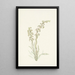 Pedicularis contorta - Mary Vaux Walcott — framed artwork on a wall