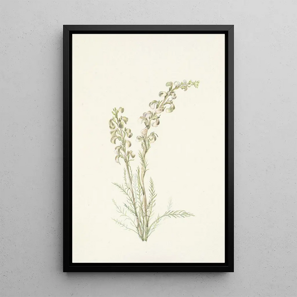Pedicularis contorta - Mary Vaux Walcott — framed artwork on a wall