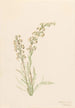 Pedicular contorted Pedicularis contorta - Mary Vaux Walcott — artwork view