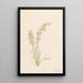 Pedicular contorted Pedicularis contorta - Mary Vaux Walcott — framed artwork on a wall