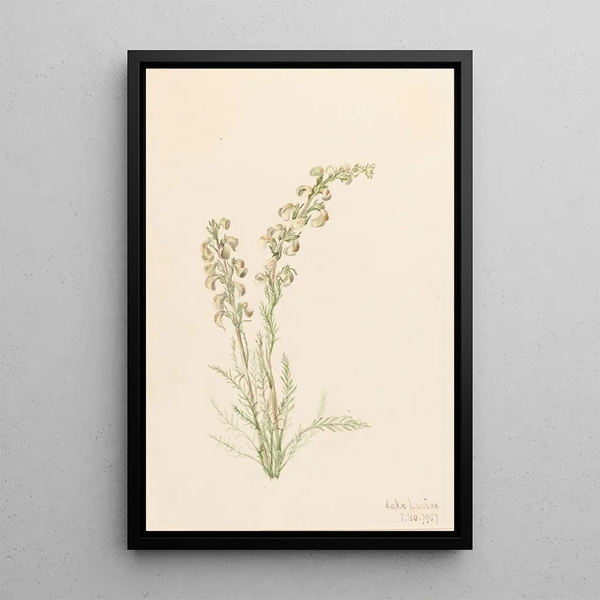 Pedicular contorted Pedicularis contorta - Mary Vaux Walcott — framed artwork on a wall