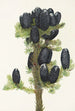 Sapin subalpin Abies lasiocarpa - Mary Vaux Walcott — artwork view