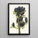 Sapin subalpin Abies lasiocarpa - Mary Vaux Walcott — framed artwork on a wall