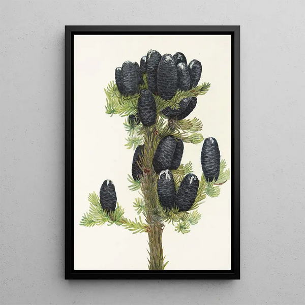 Sapin subalpin Abies lasiocarpa - Mary Vaux Walcott — framed artwork on a wall